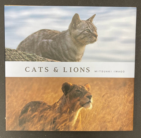 Cats & Lions Book