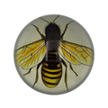Bee Paperweight