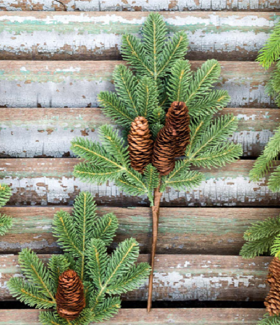 Forest Fir Stem